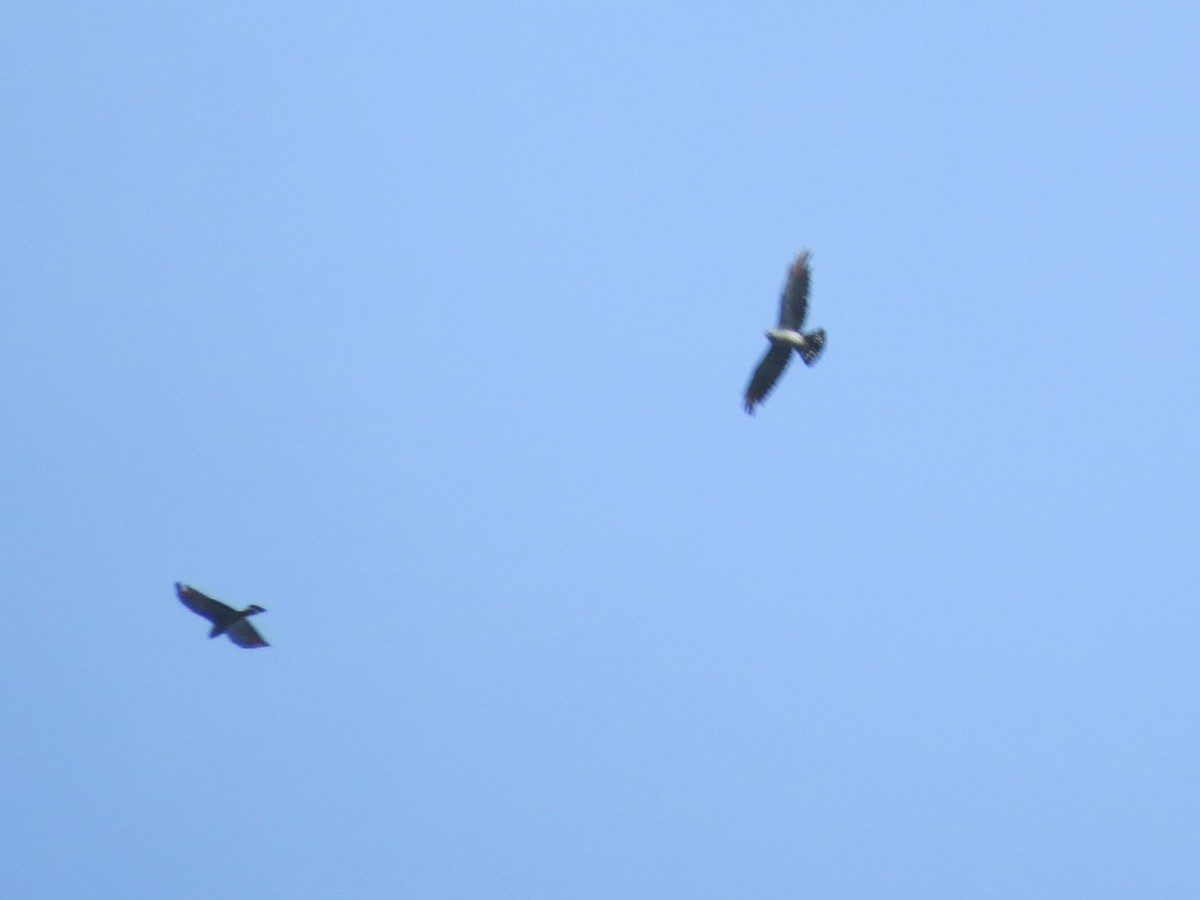 Elanio Plomizo - ML646863881