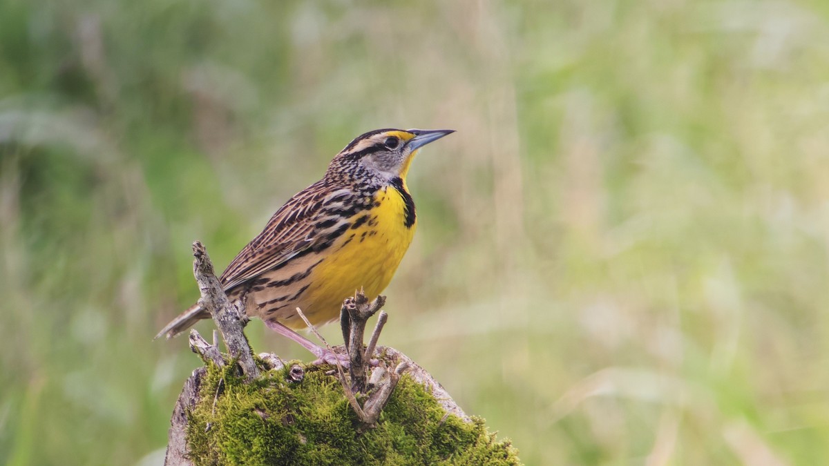 Sturnelle des prés - ML646863883