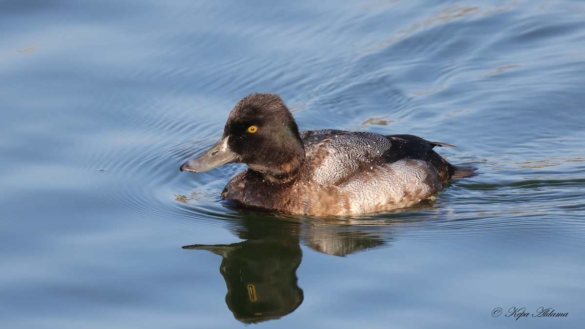 Lesser Scaup - ML646863886