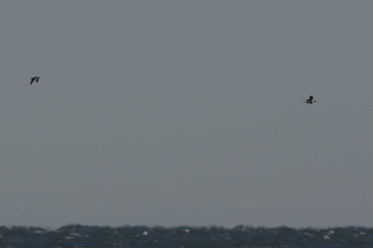 Long-tailed Duck - ML646863888