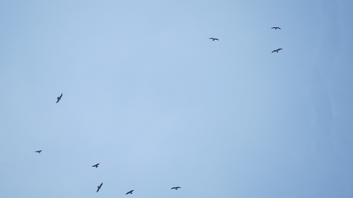 Elanio Plomizo - ML646863889