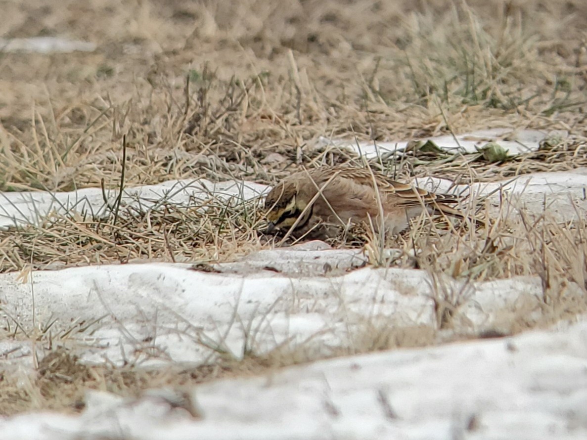 Ohrenlerche - ML646863892