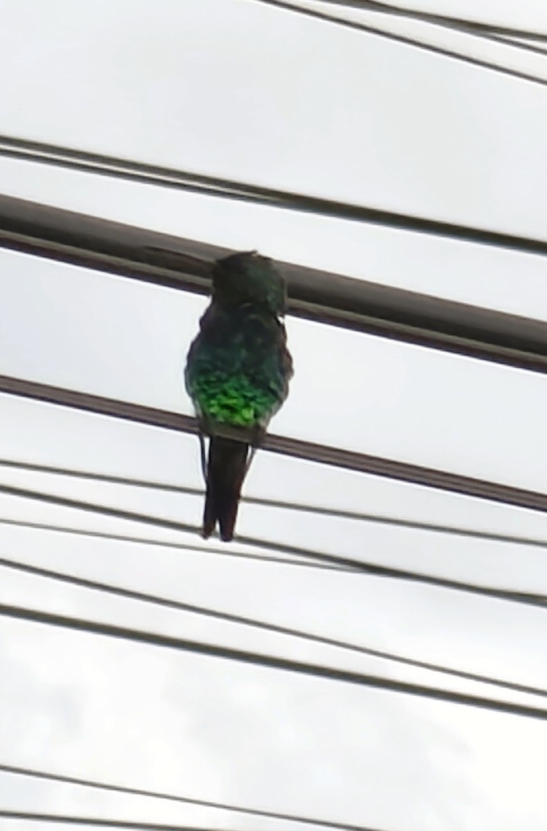 Shining-green Hummingbird - ML646863893