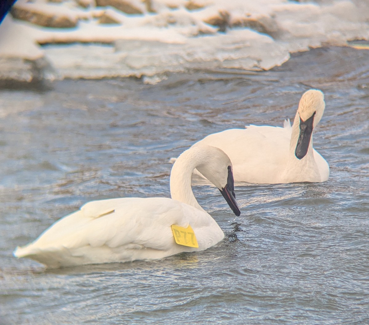 Trumpeter Swan - ML646863895