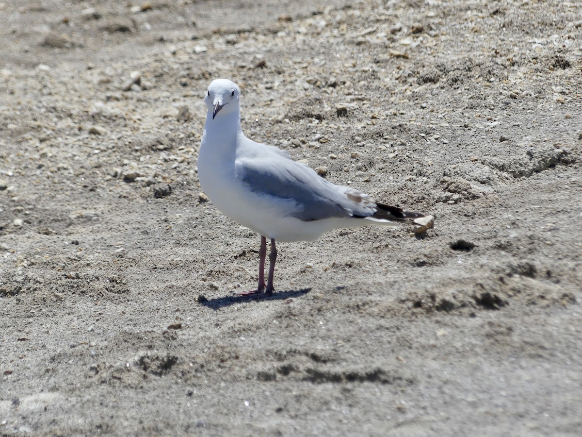 Hartlaub's Gull - ML646863896