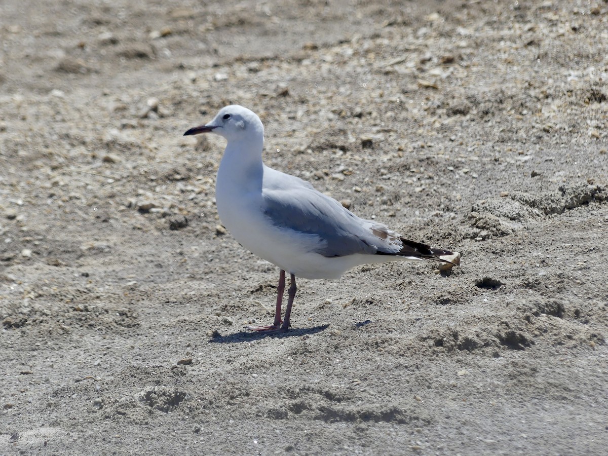 Hartlaub's Gull - ML646863897