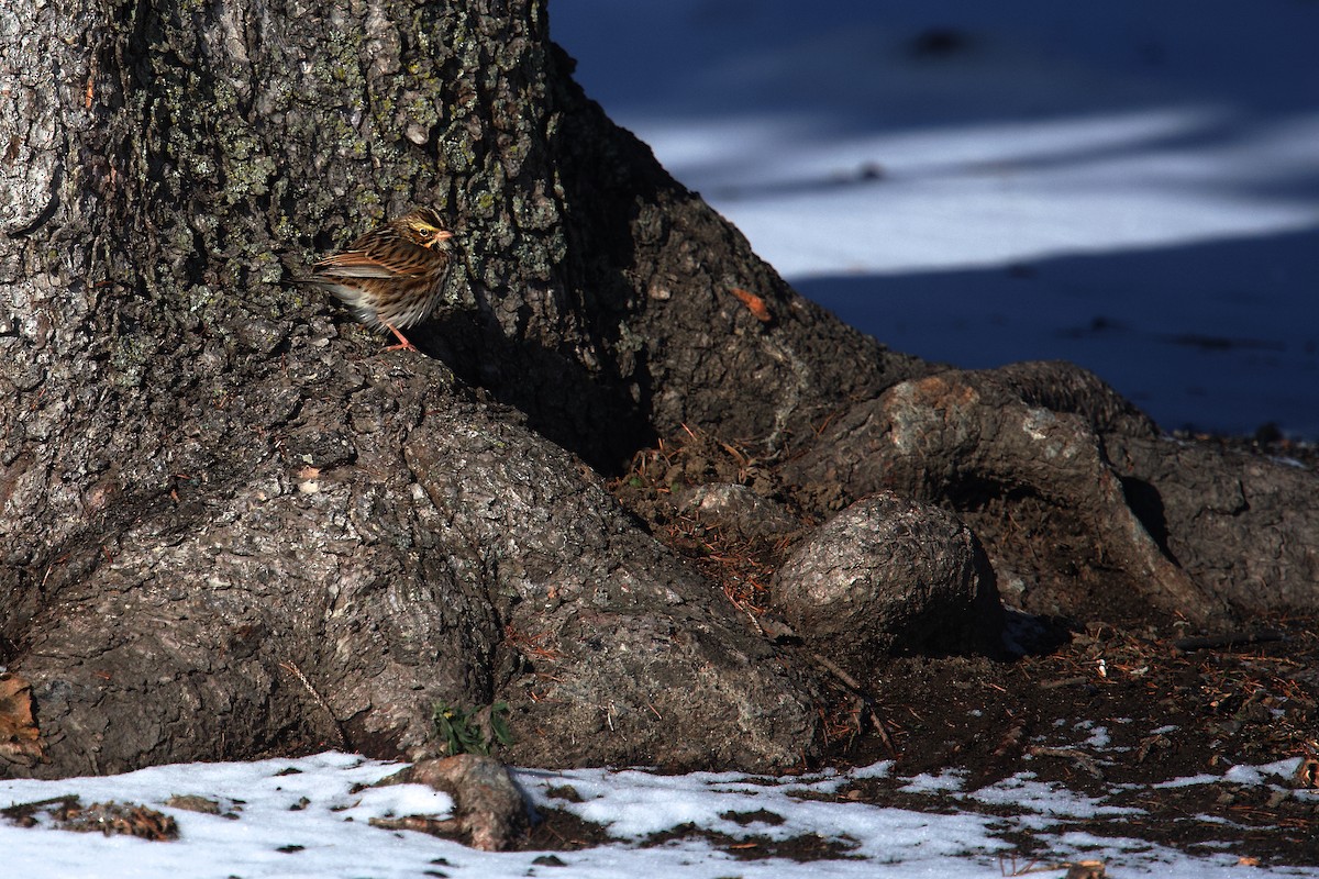 Savannah Sparrow - ML646863899