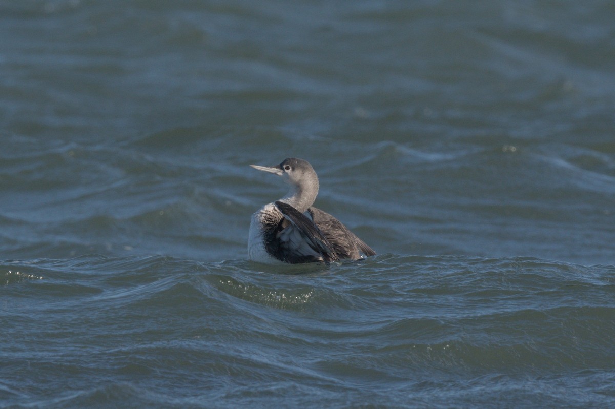Red-throated Loon - ML646863902