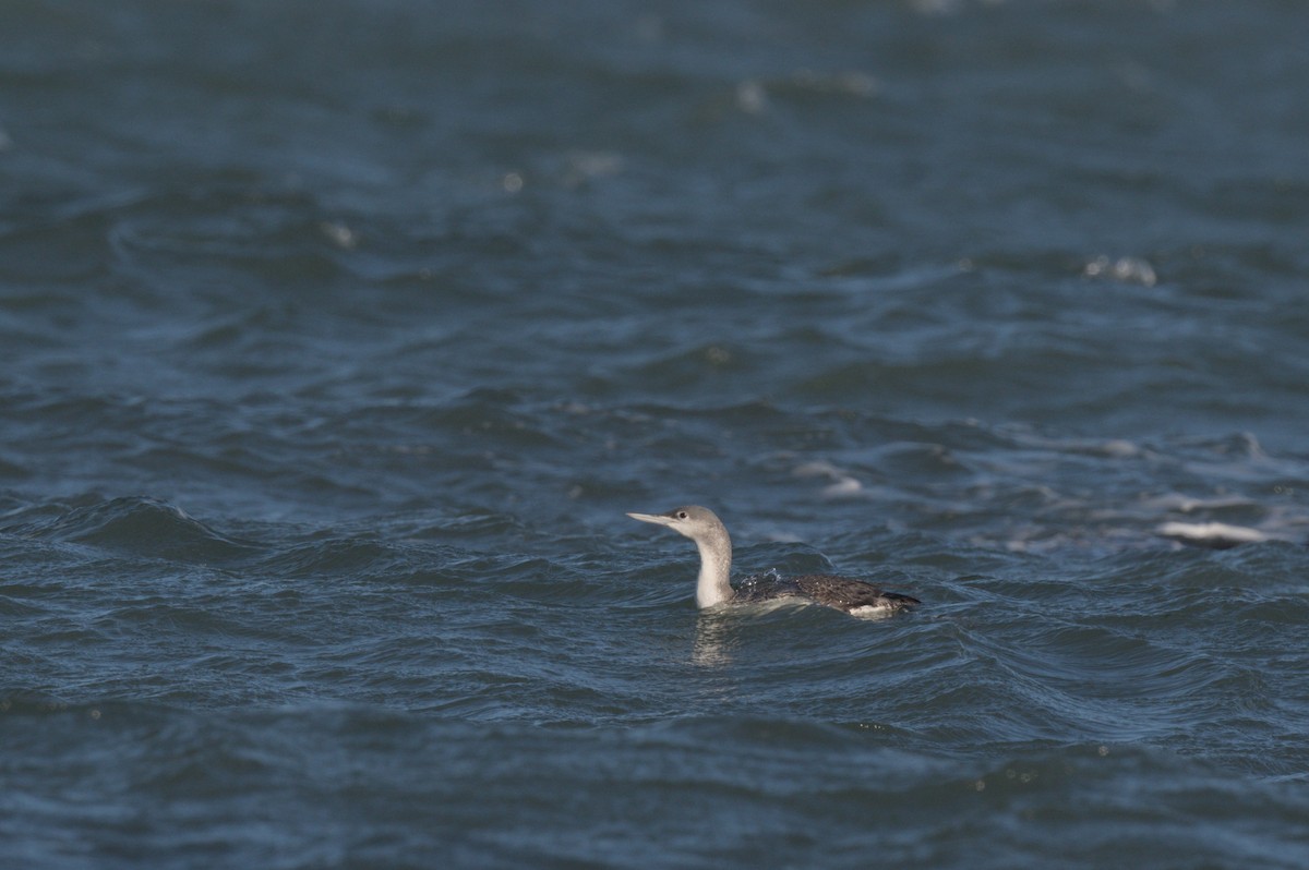 Red-throated Loon - ML646863903