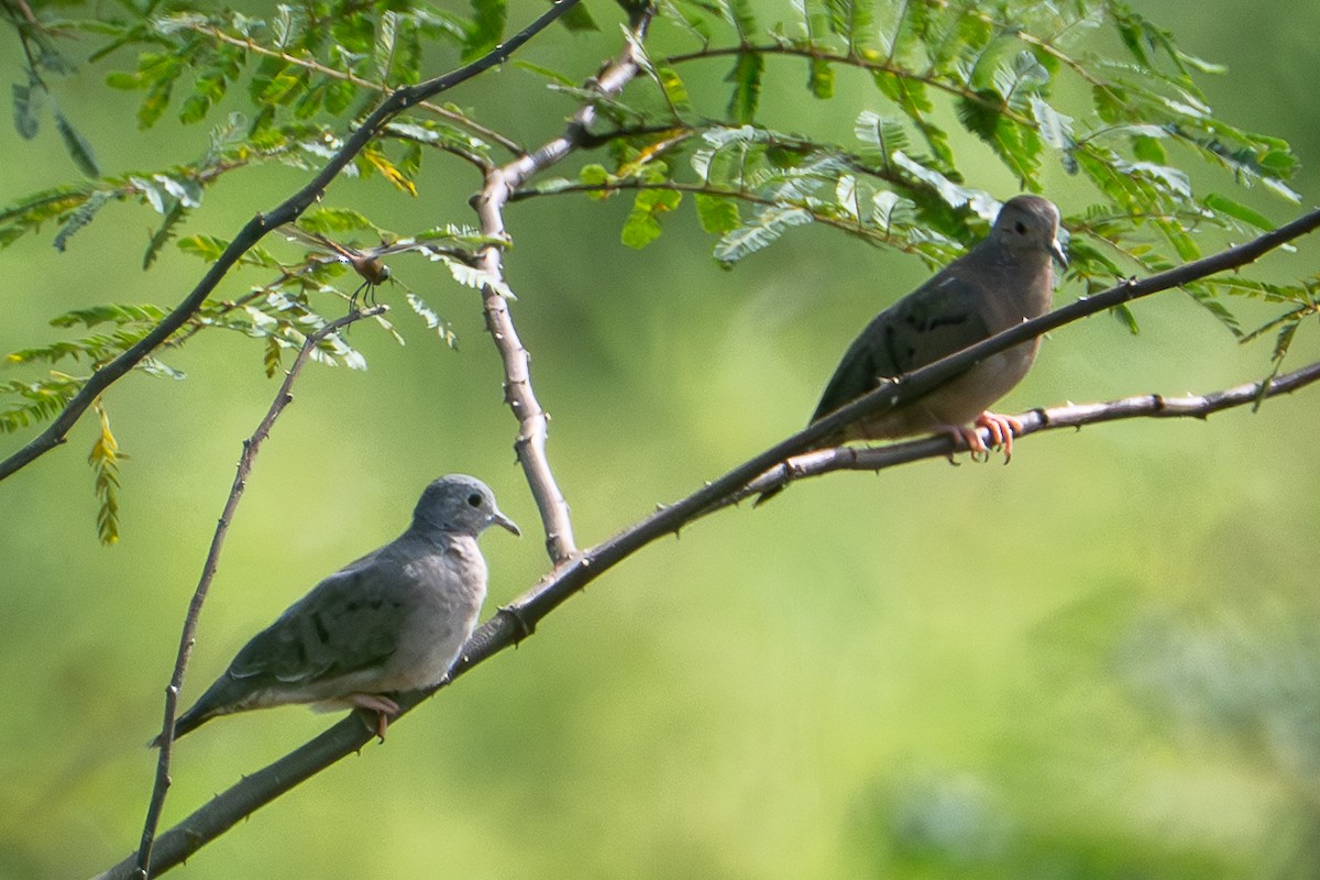 Küçük Serçe Kumrusu - ML646863904