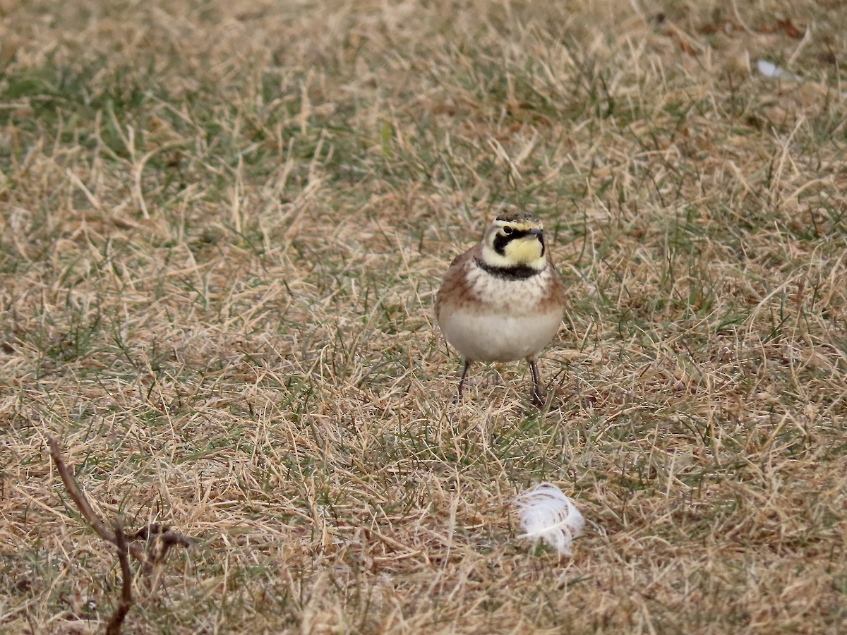 Horned Lark - ML646863905