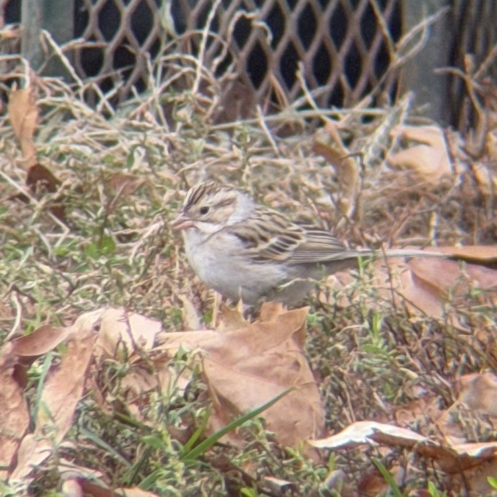 Clay-colored Sparrow - ML646863907