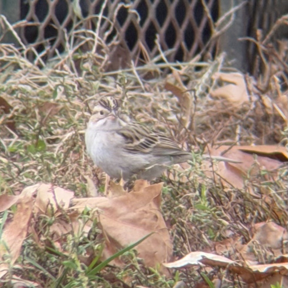 Clay-colored Sparrow - ML646863908