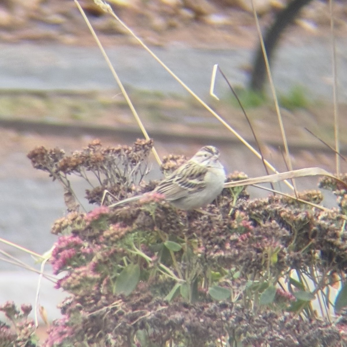 Clay-colored Sparrow - ML646863909