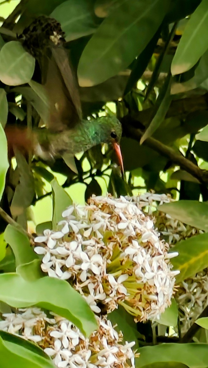 Rufous-tailed Hummingbird - ML646863911