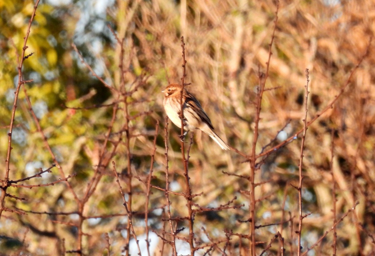 Rohrammer - ML646863912