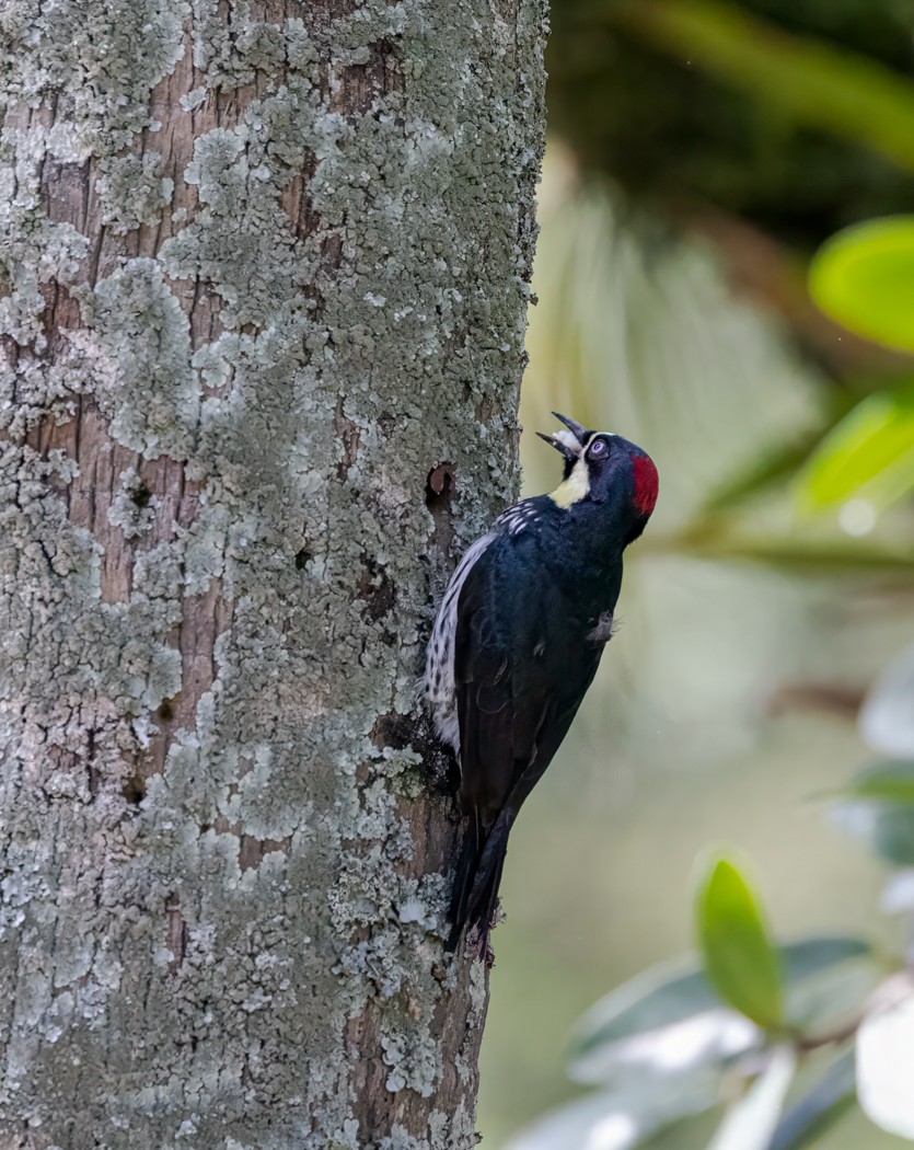 datel sběrač - ML646863914