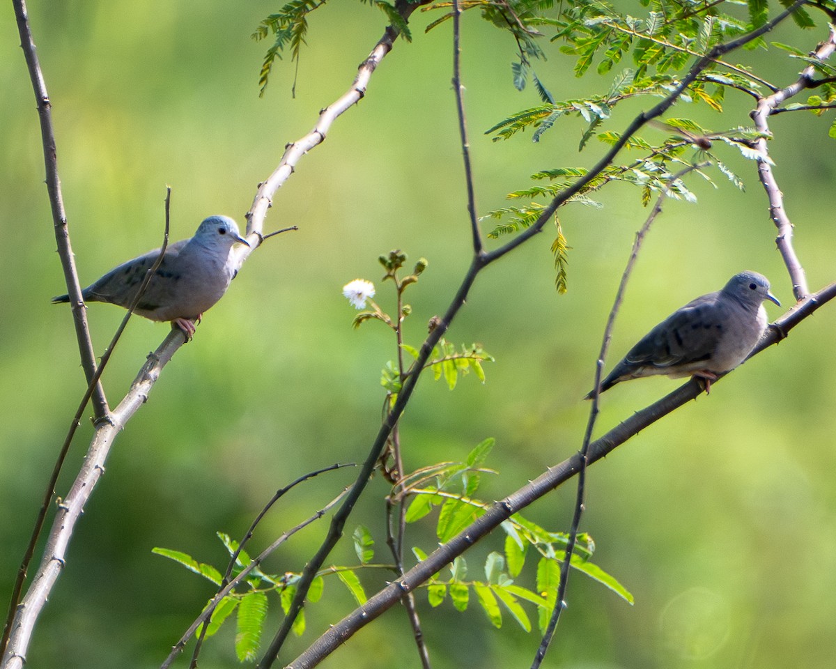 Küçük Serçe Kumrusu - ML646863916