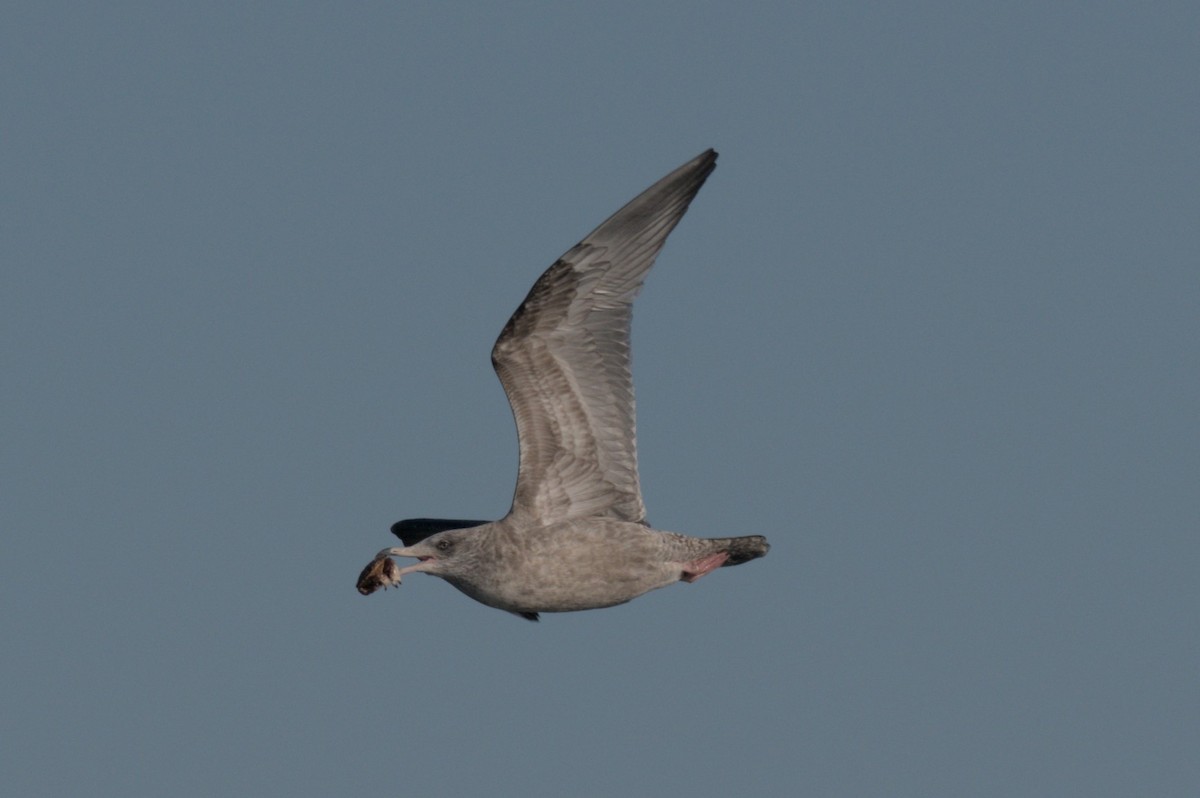 American Herring Gull - ML646863919