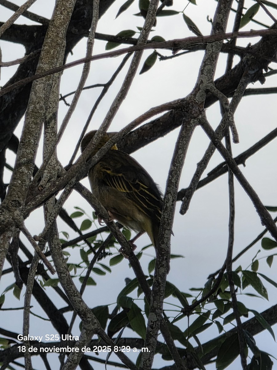 Village Weaver - ML646863922