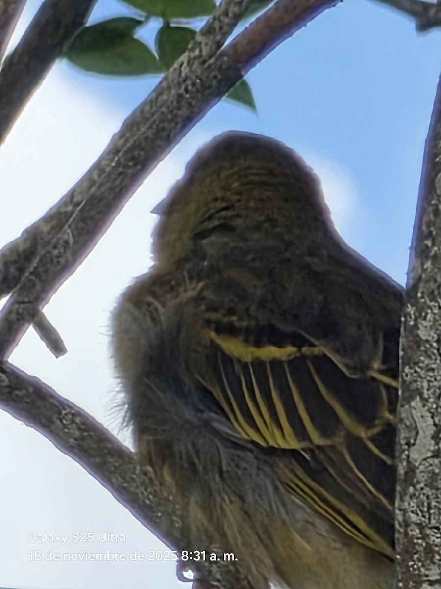 Village Weaver - ML646863923