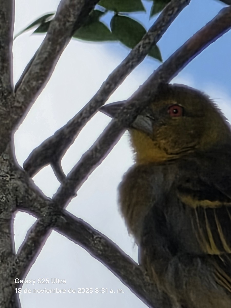 Village Weaver - ML646863925