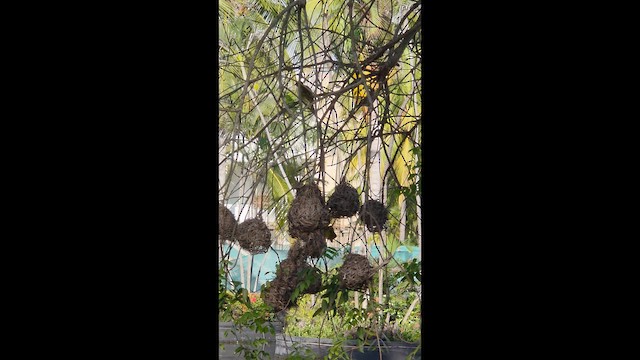 Деревенский ткач - ML646863932