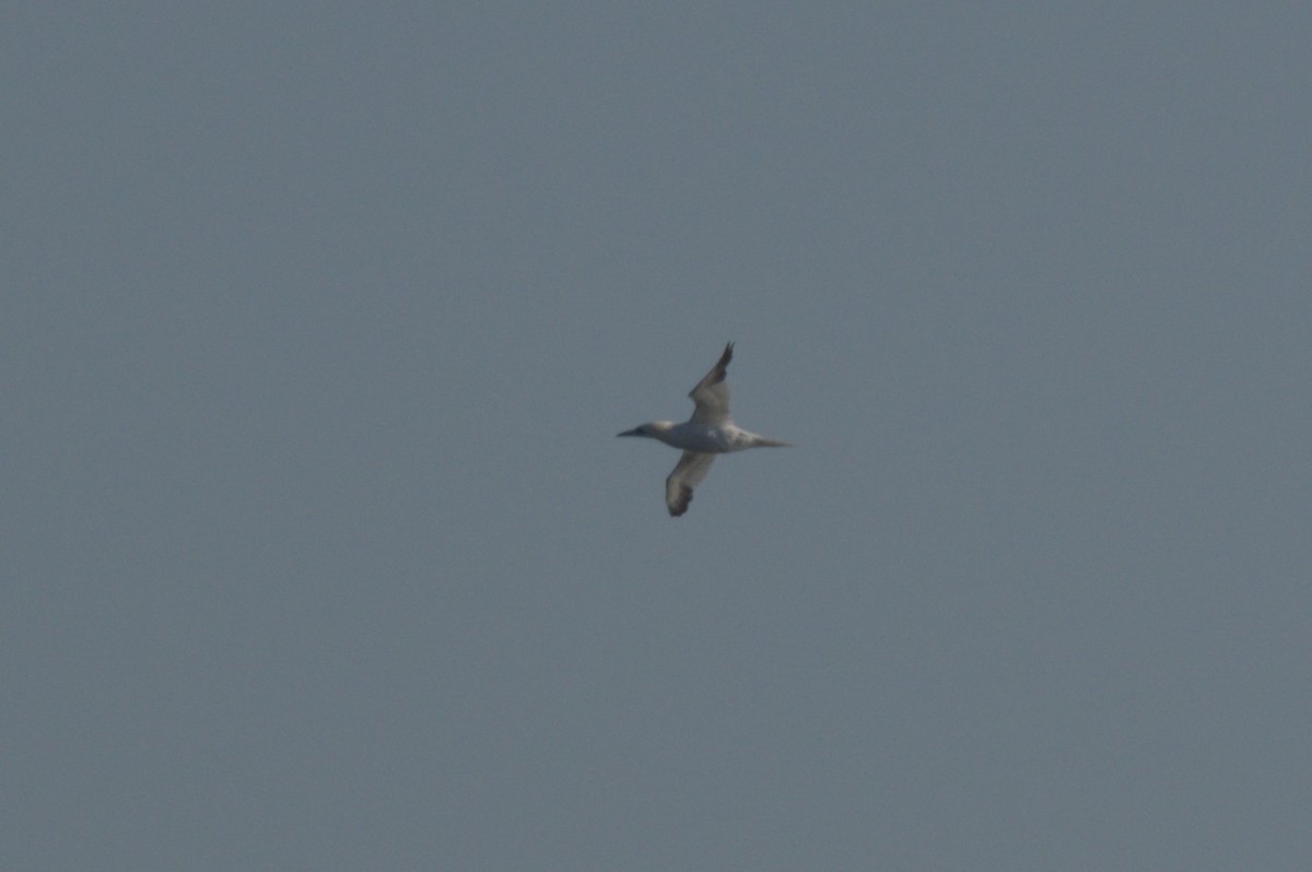 Basstölpel - ML646863941