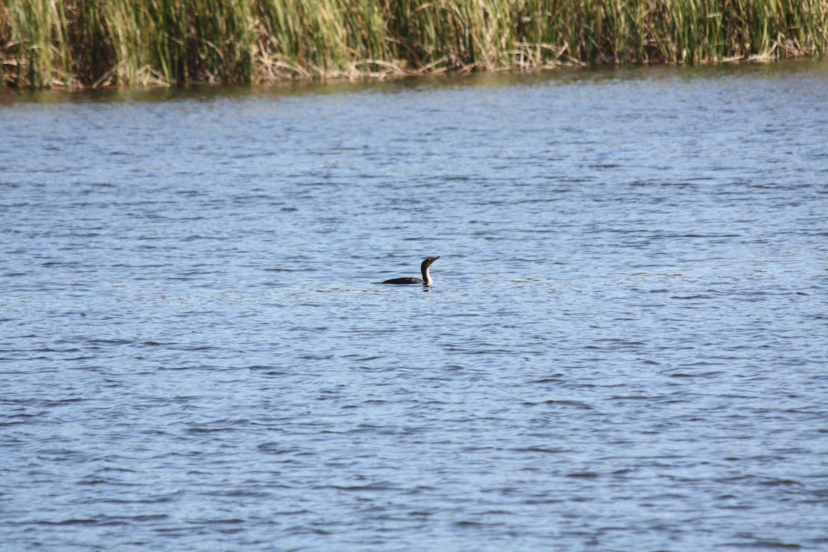 Double-crested Cormorant - ML646863953