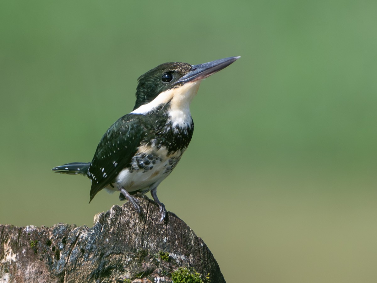 Yeşil Yalıçapkını - ML646863954