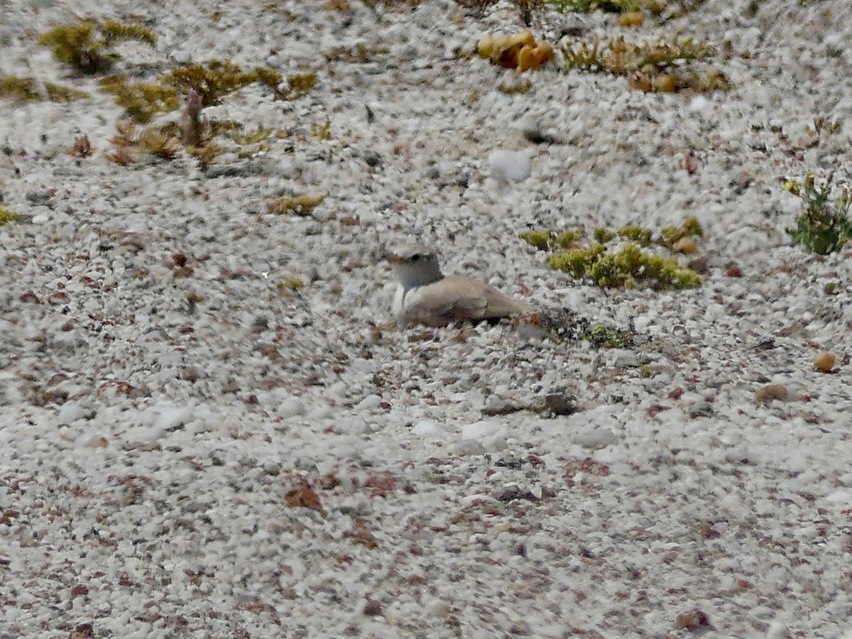 Gray's Lark - ML646863958