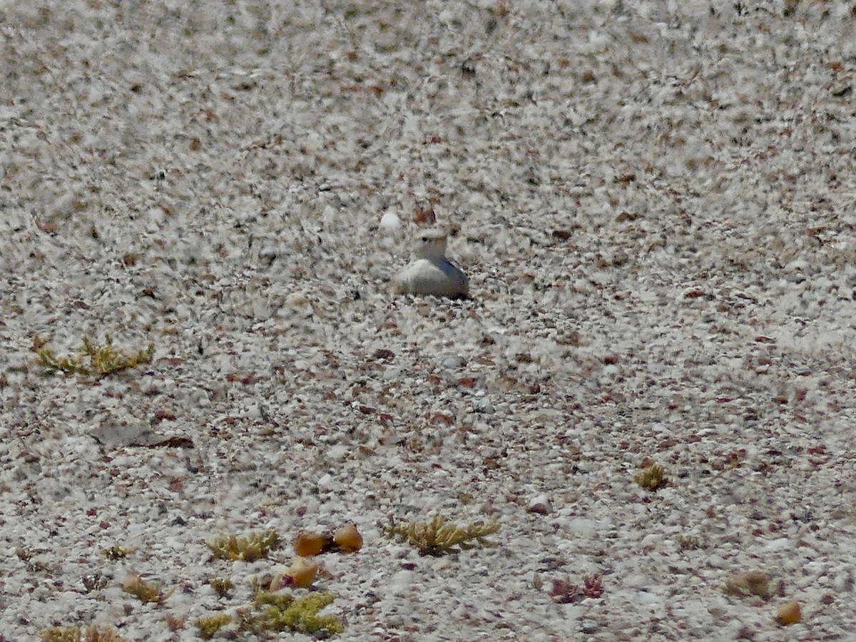 Gray's Lark - ML646863959