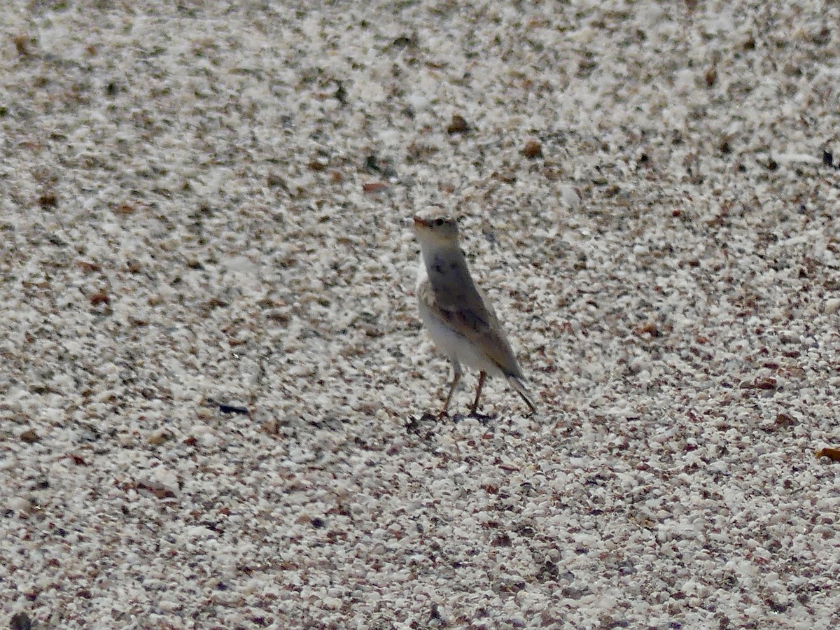 Gray's Lark - ML646863960