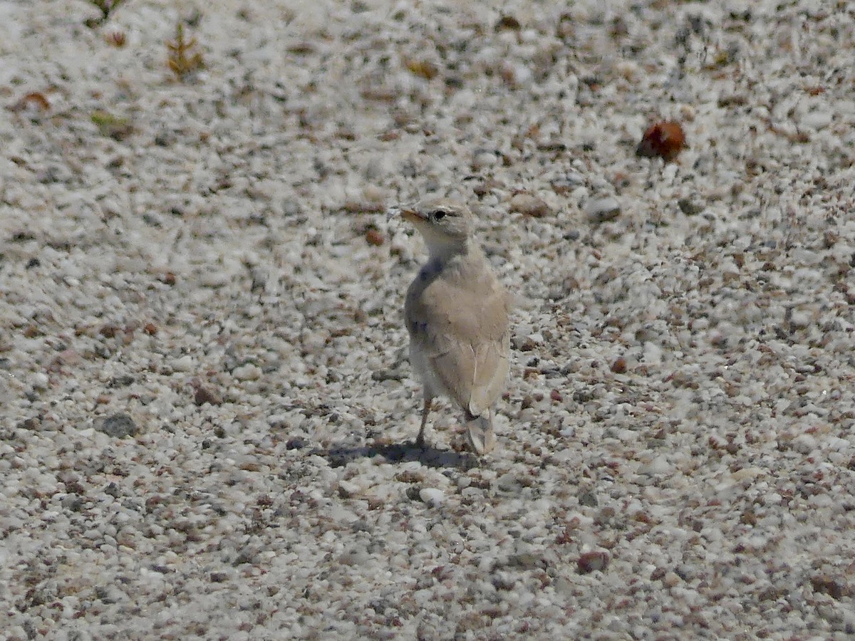 Gray's Lark - ML646863962