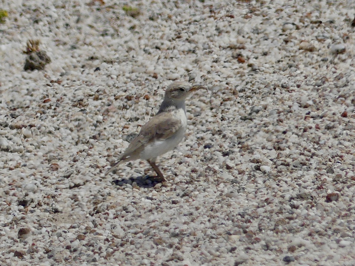 Gray's Lark - ML646863963