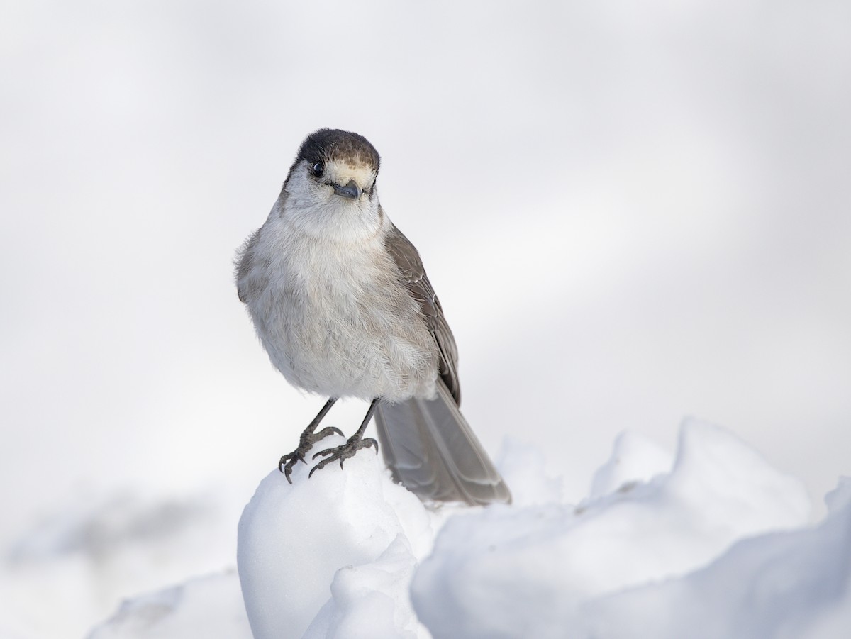 gråskrike - ML646863967