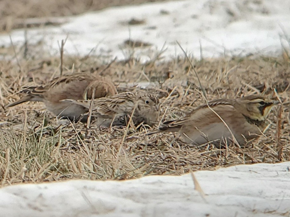 Gelbkehl-Spornammer - ML646863970