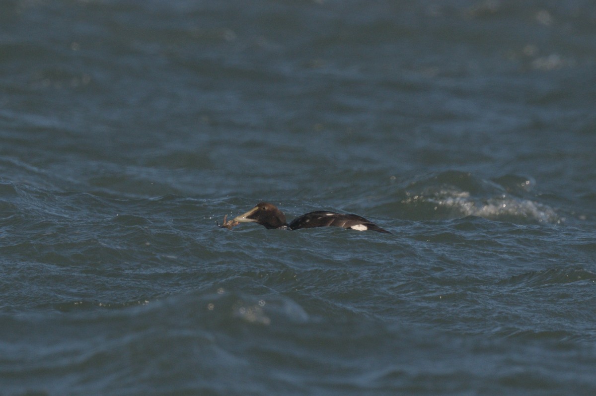 ærfugl - ML646863971