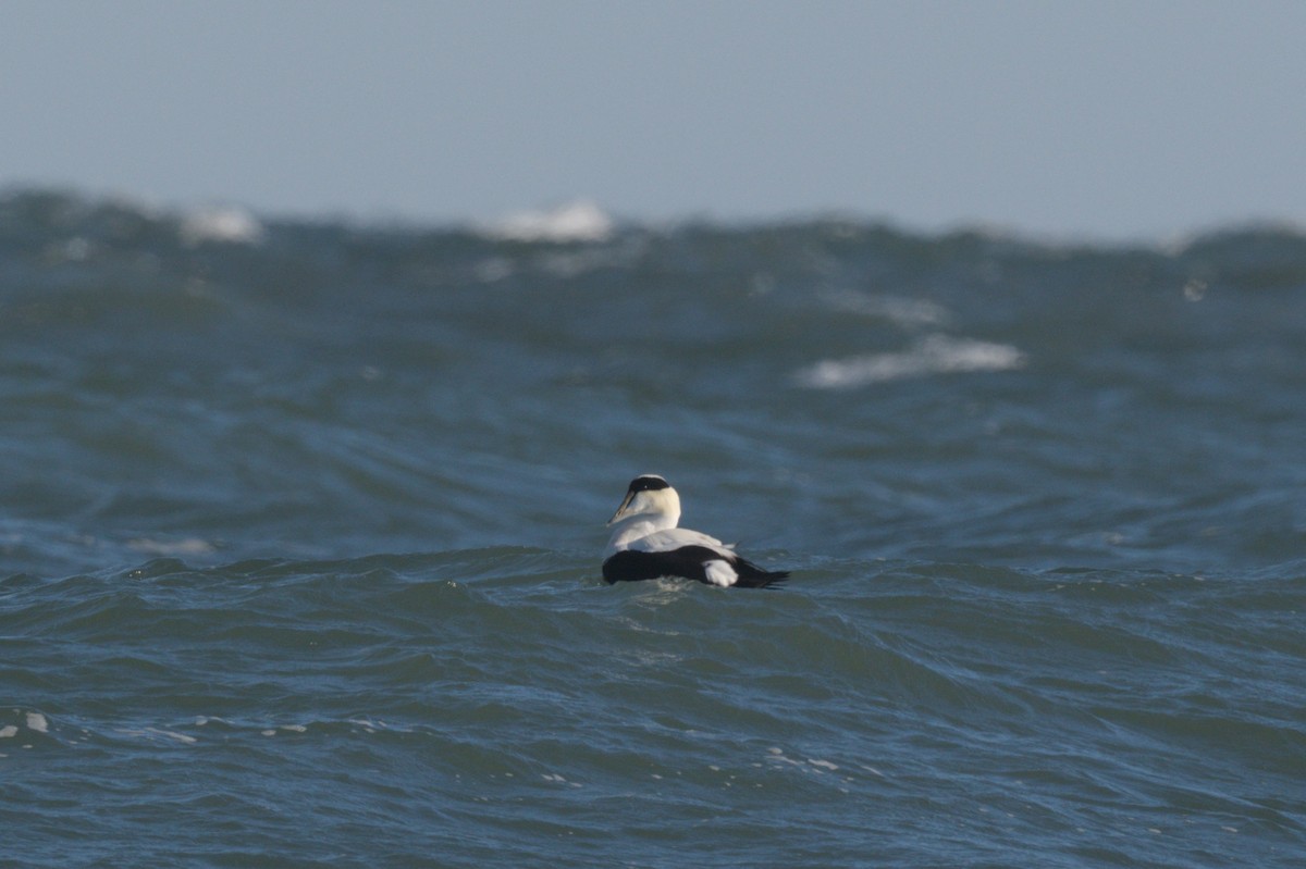 ærfugl - ML646863972