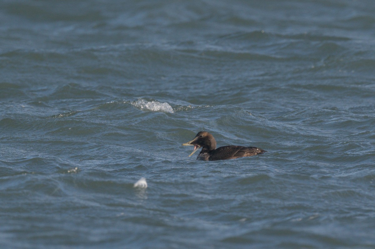 ærfugl - ML646863973