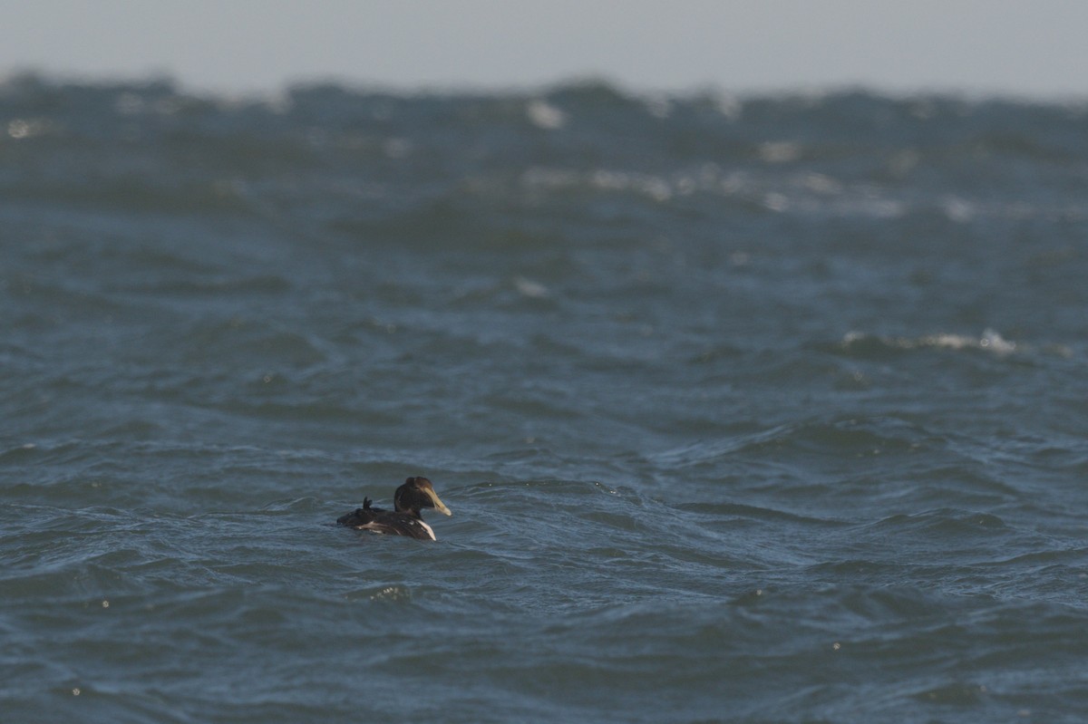 ærfugl - ML646863974