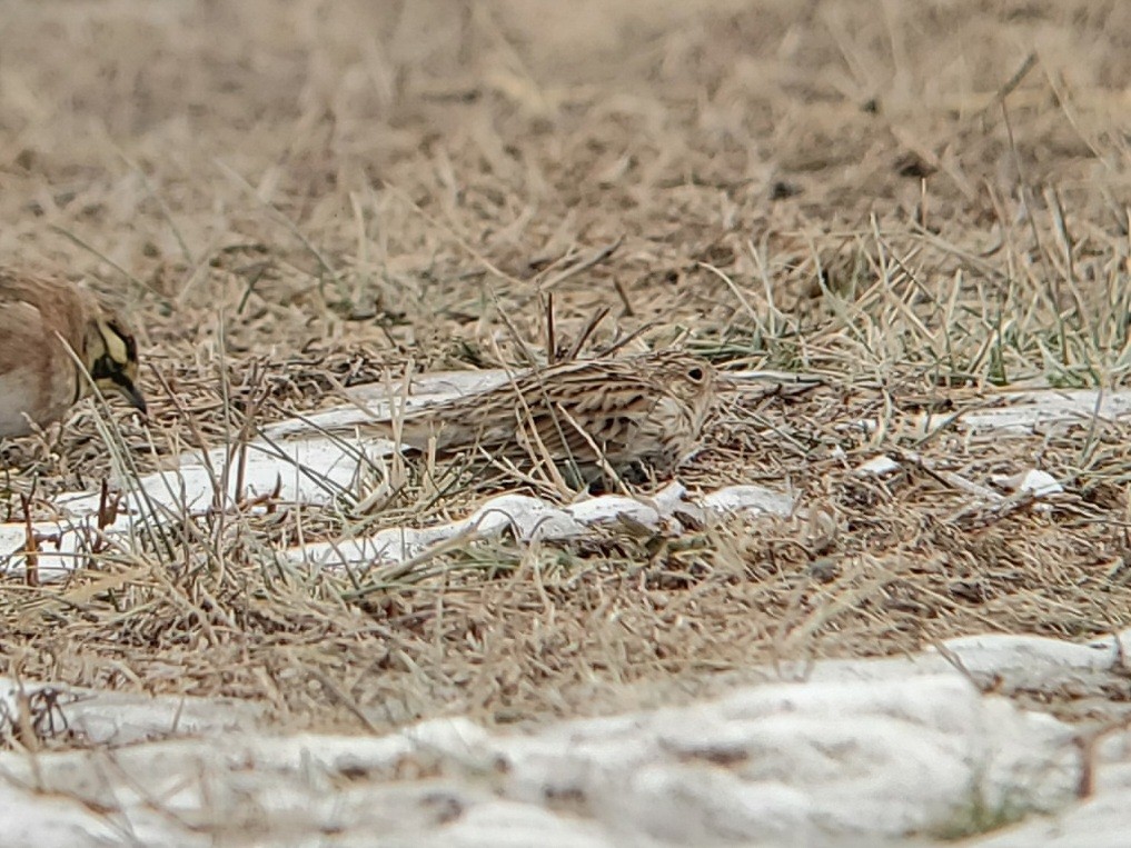 Gelbkehl-Spornammer - ML646863975