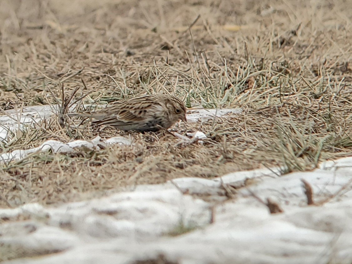 Gelbkehl-Spornammer - ML646863976