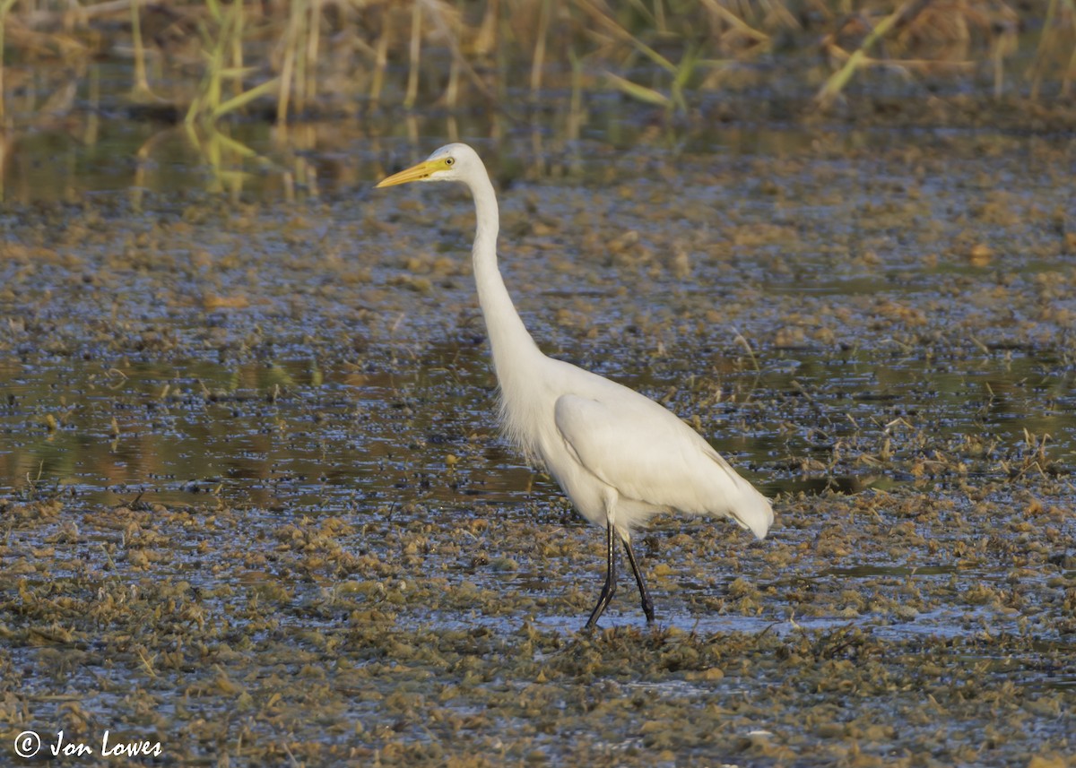 Medium Egret - ML646863978