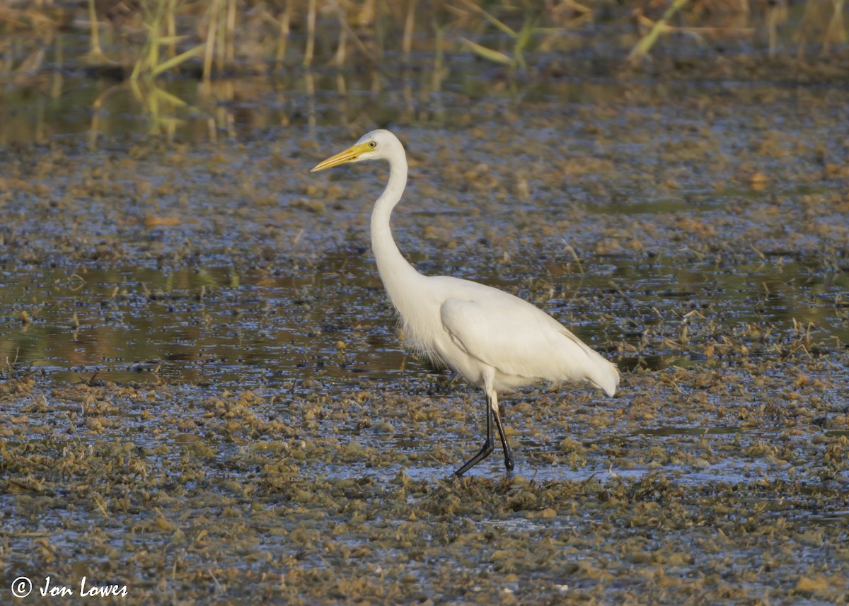 Medium Egret - ML646863979