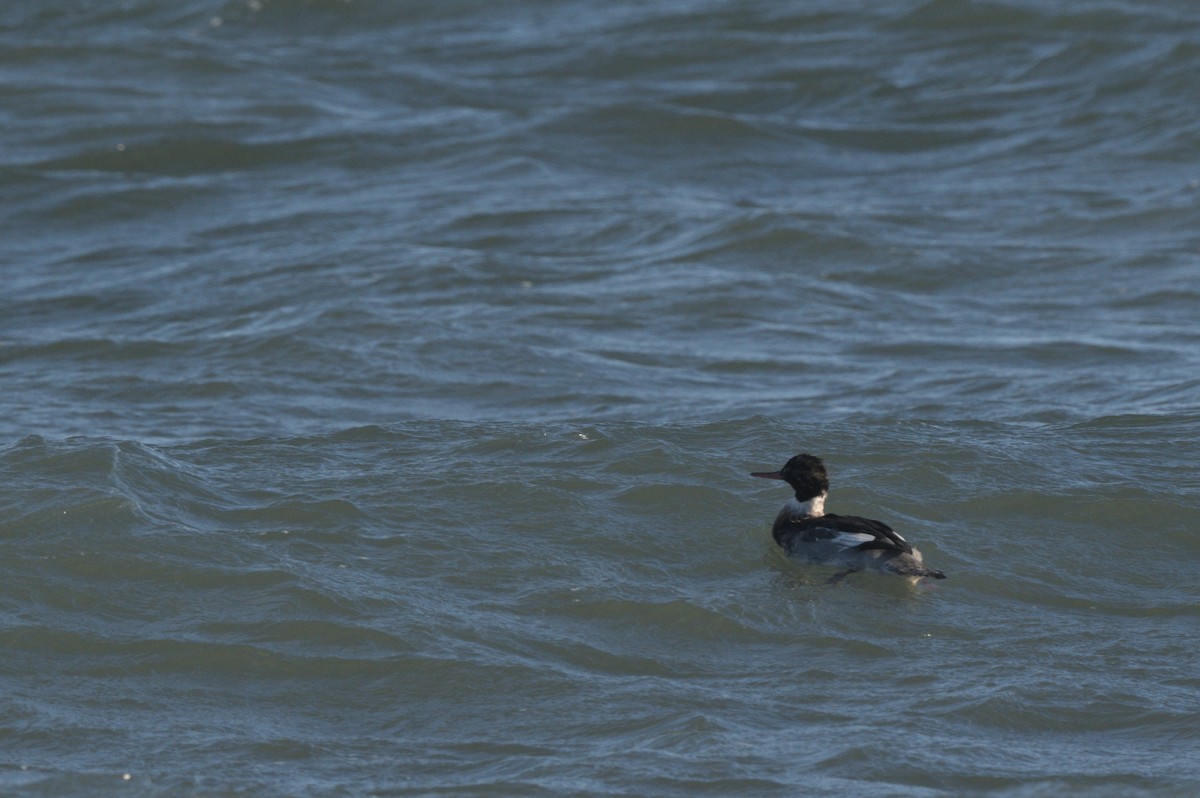 Red-breasted Merganser - ML646863982
