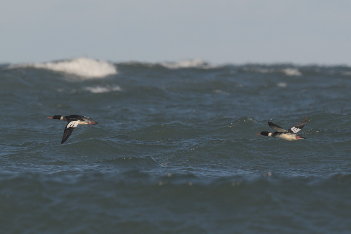 Red-breasted Merganser - ML646863983