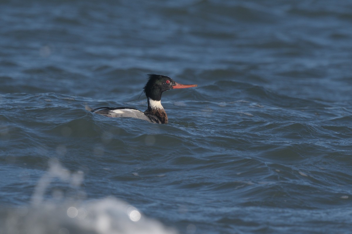 Red-breasted Merganser - ML646863984