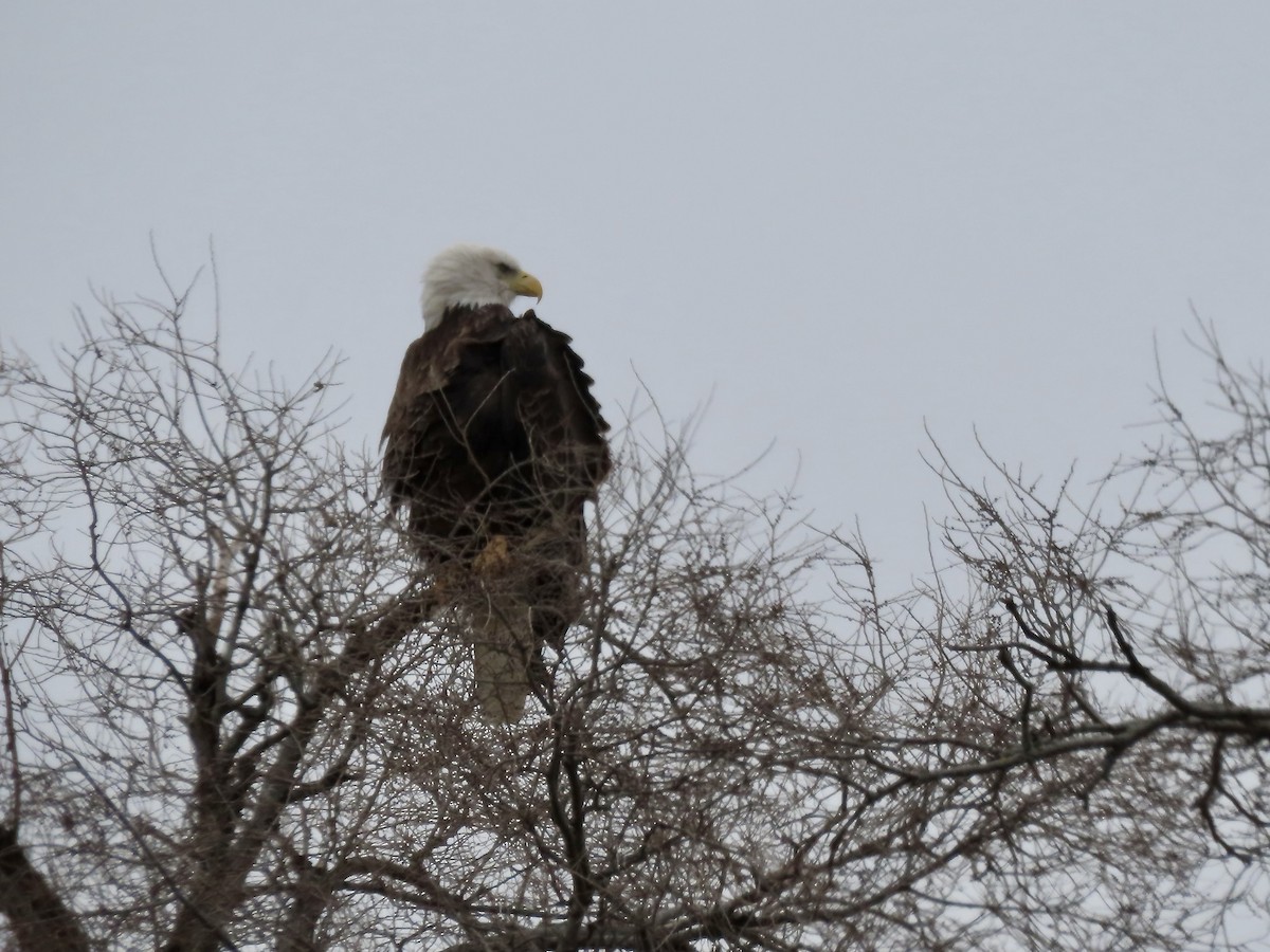 Bald Eagle - ML646863985