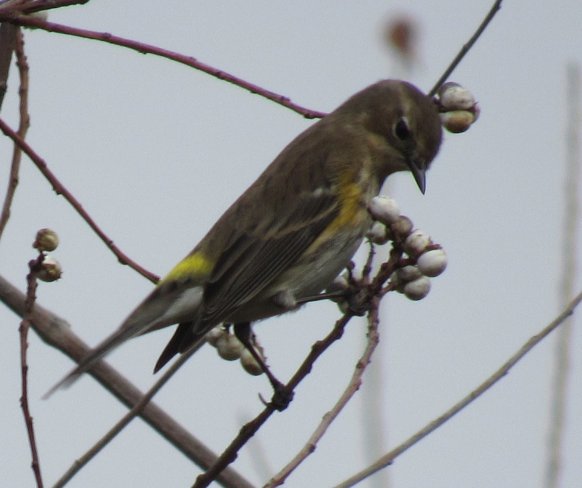 Taçlı Ötleğen - ML646863986